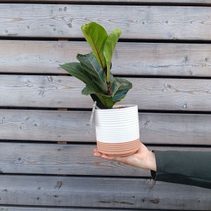 Ficus lyrata (Fikus lýrovitolistý) - kont. C1L, výška 20-30 cm